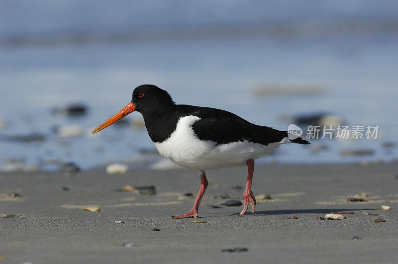 欧洲捕鲸者(Haematopus ostralegus)